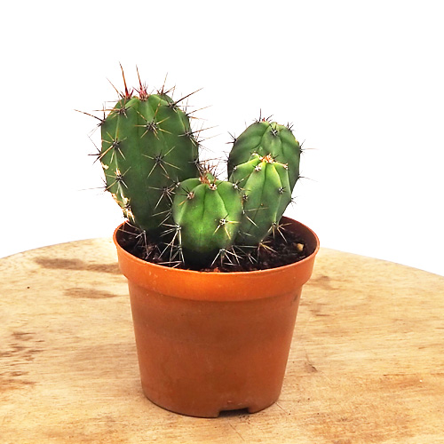 Polaskia chichipe chula canarias