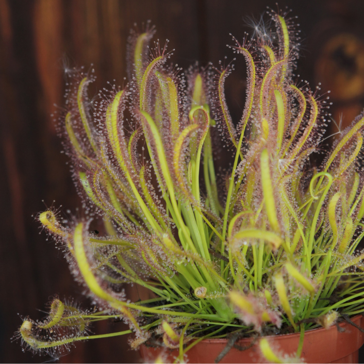 Drosera - Sundew