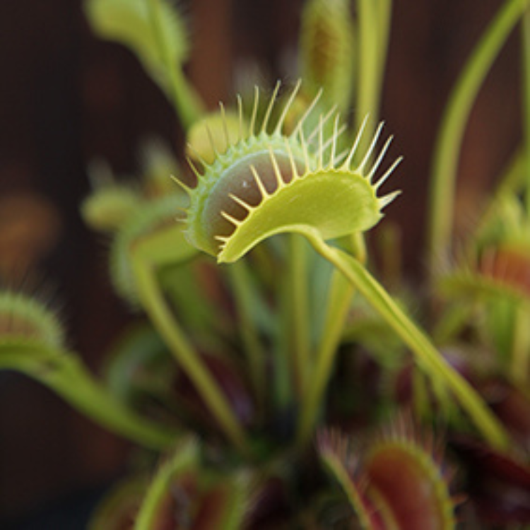 Dionaea muscipula - Venus Flytraps