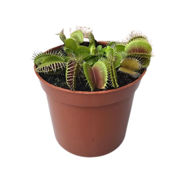 Dionaea muscipula 'FLEXX' - Venus Flytrap 'FLEXX'