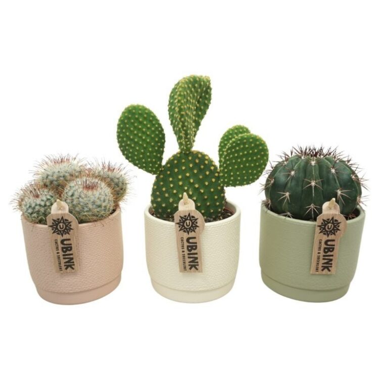 Cactus mix in Pastel Pot - Potsize 12 cm.
