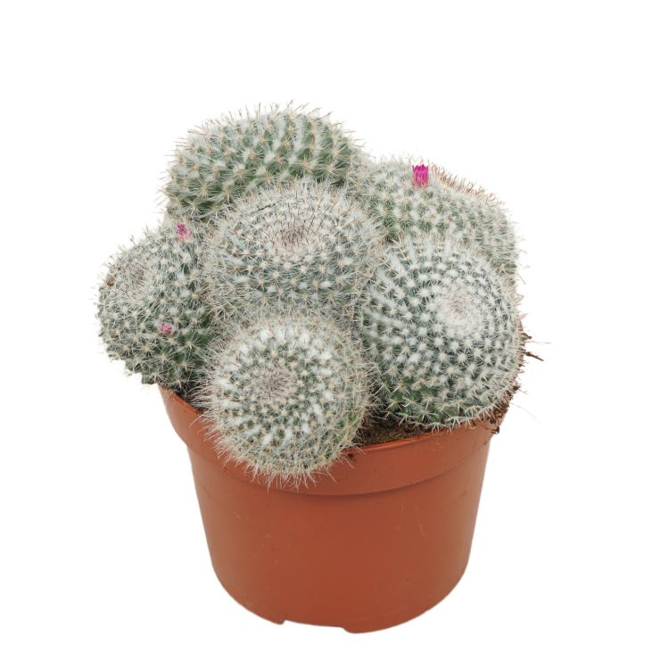 Mammillaria hahniana