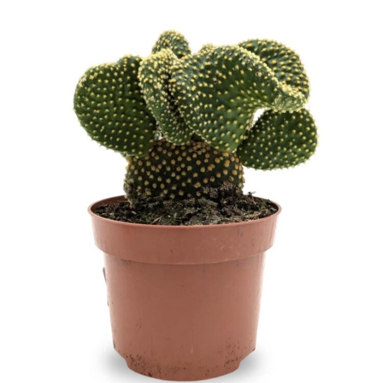 Opuntia microdasys cristata 10.5