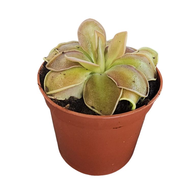 Pinguicula 'Sethos'