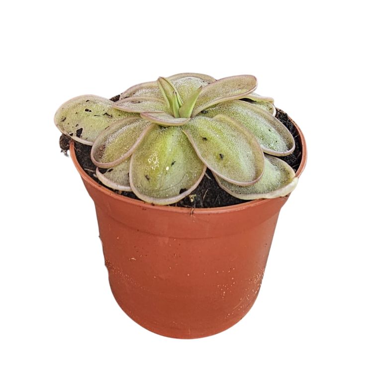 Pinguicula emarginata x hemiepiphytica