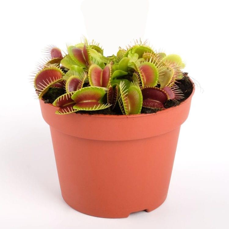 Dionaea-muscipula – Venus Flytrap